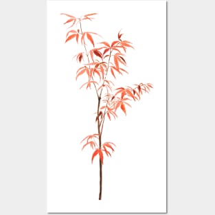 red Japanese dwarf maple tree watercolor Posters and Art